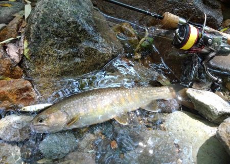 九頭竜川水系でイワナ釣り